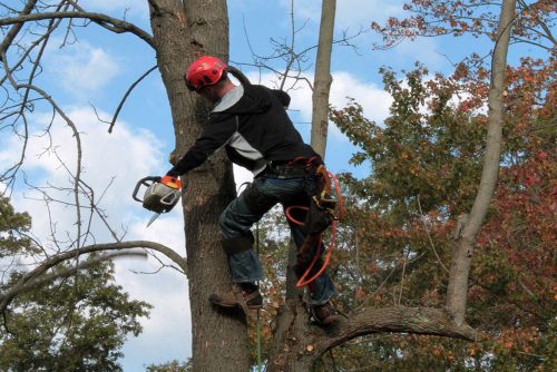 How-To-Become-a-Tree-Trimmer.jpg